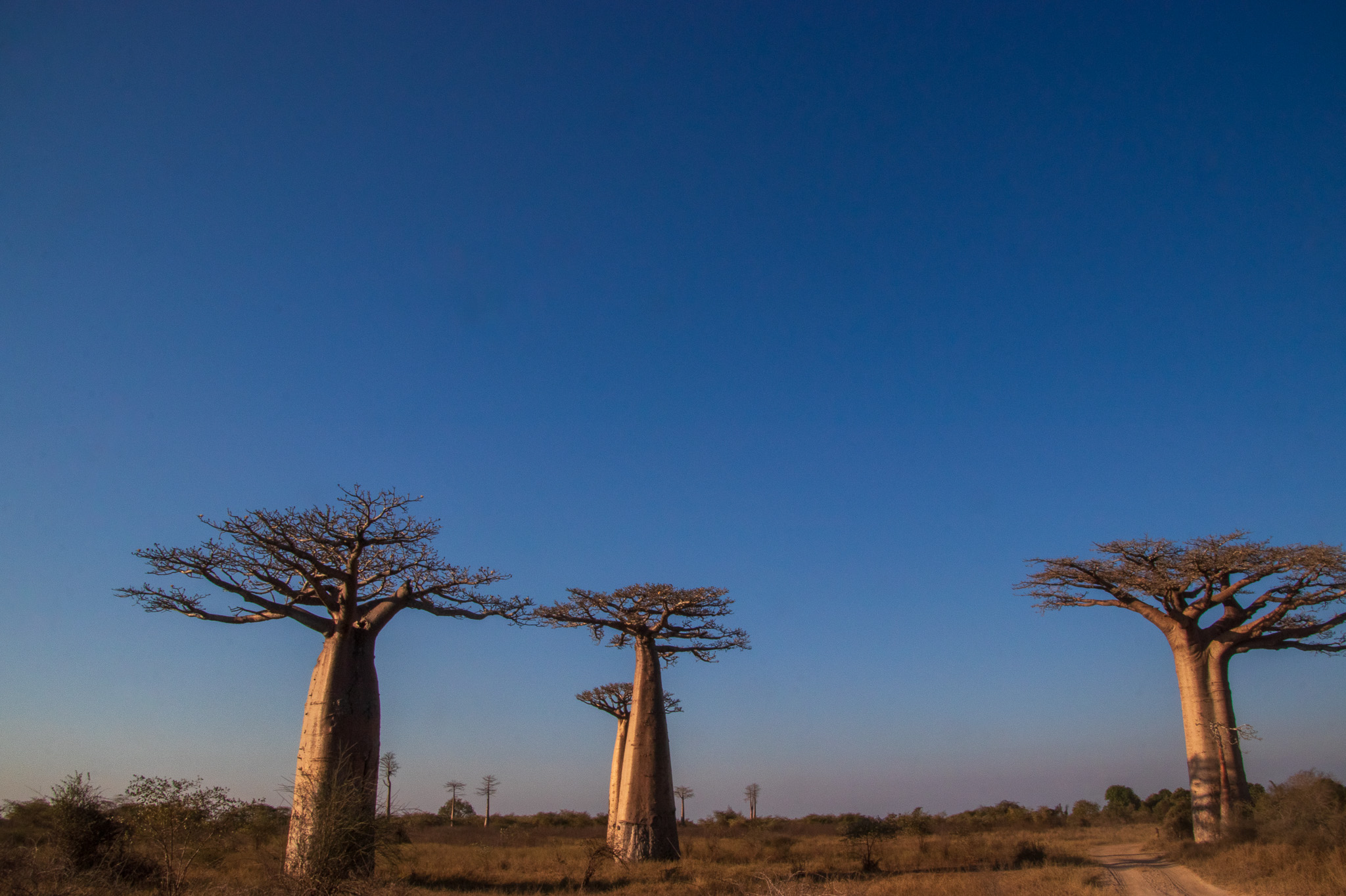 _25lug24_baobab104.jpg