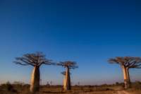 _25lug24_baobab104_small.jpg