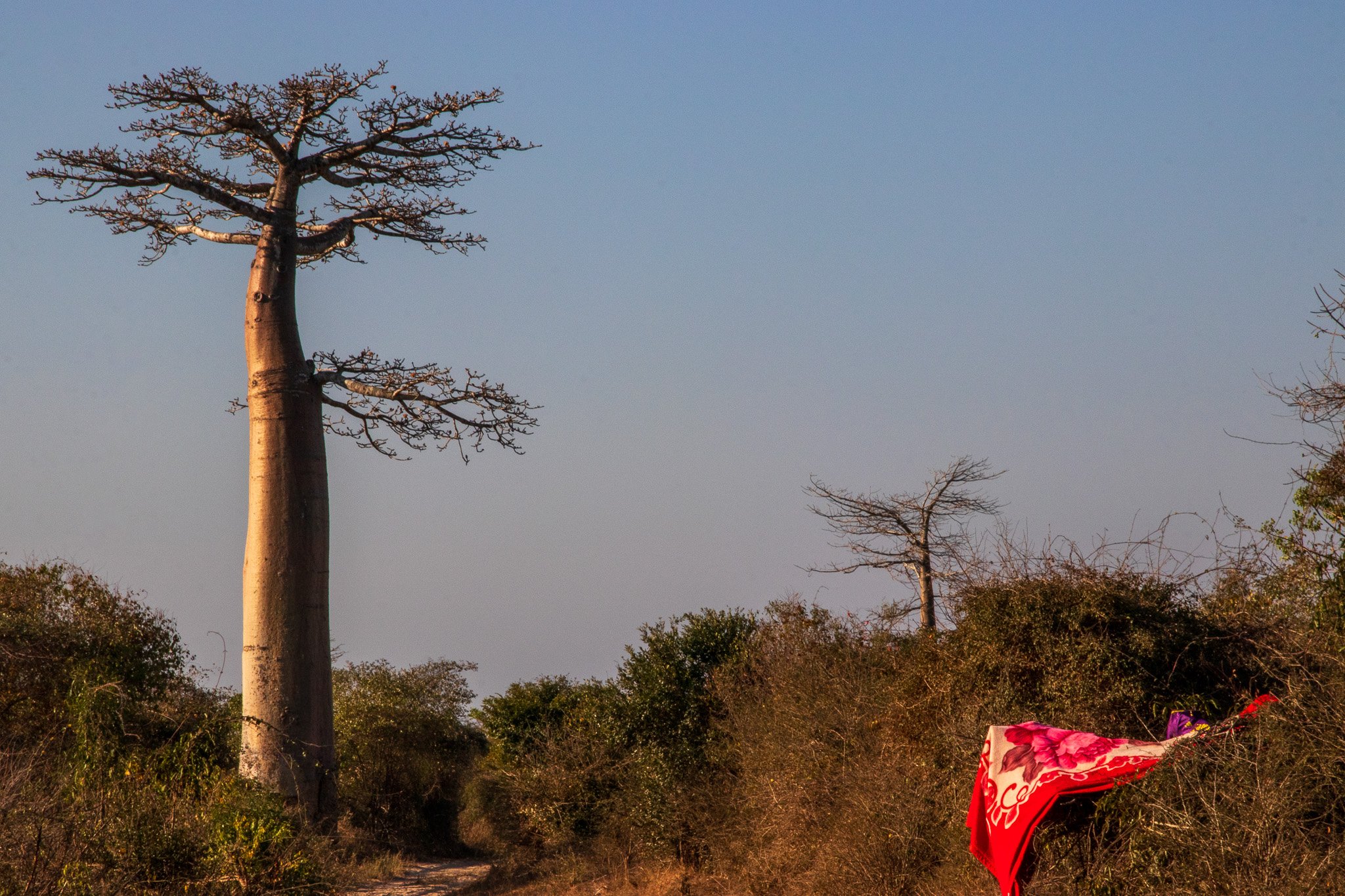 _25lug24_baobab105.jpg