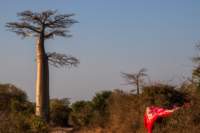 _25lug24_baobab105_small.jpg