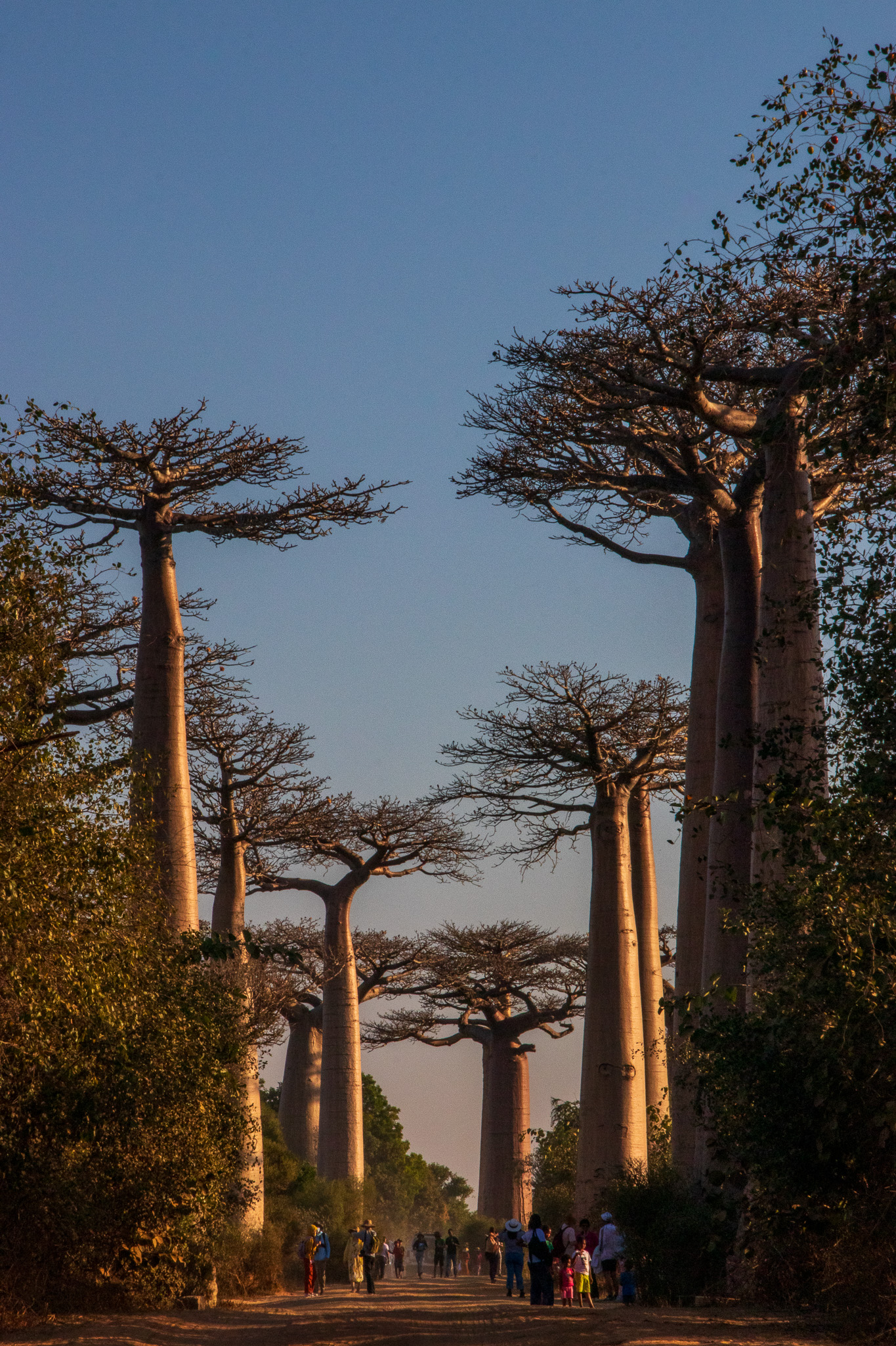 _25lug24_baobab111.jpg