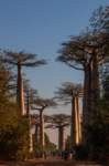 _25lug24_baobab111_small.jpg