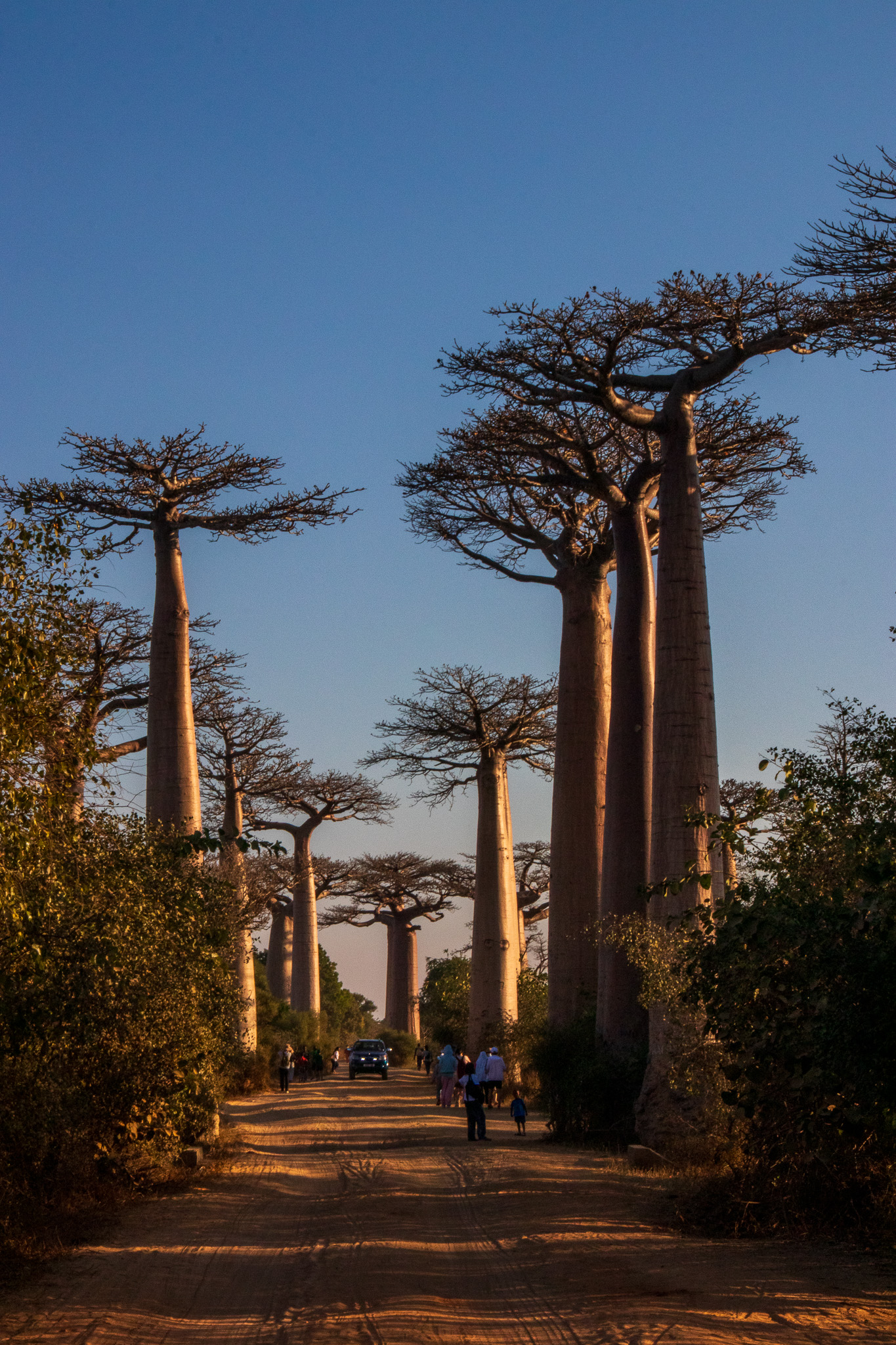 _25lug24_baobab112.jpg