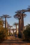 _25lug24_baobab112_small.jpg