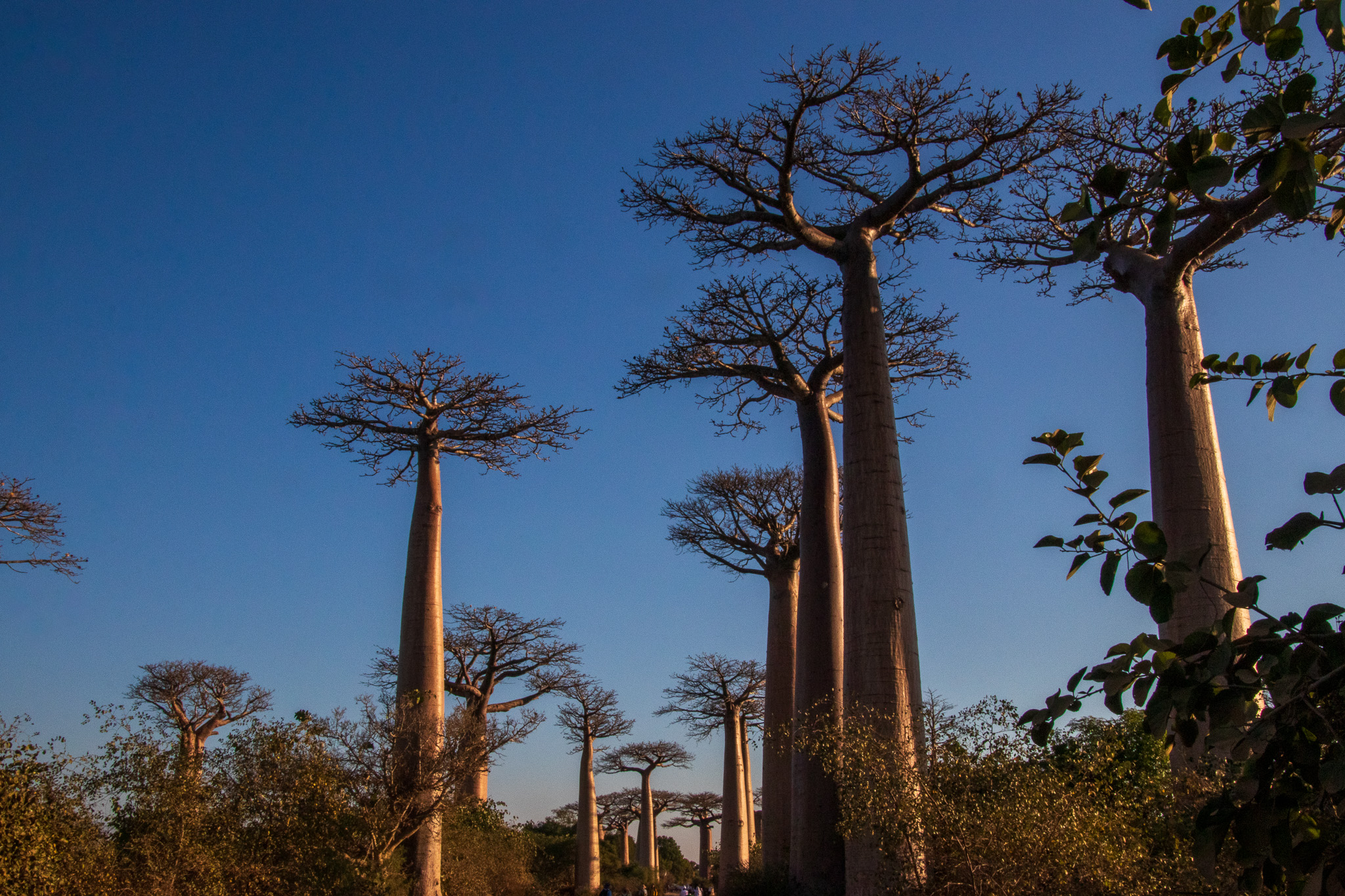 _25lug24_baobab113.jpg