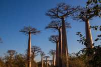 _25lug24_baobab113_small.jpg