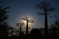 _25lug24_baobab114_small.jpg