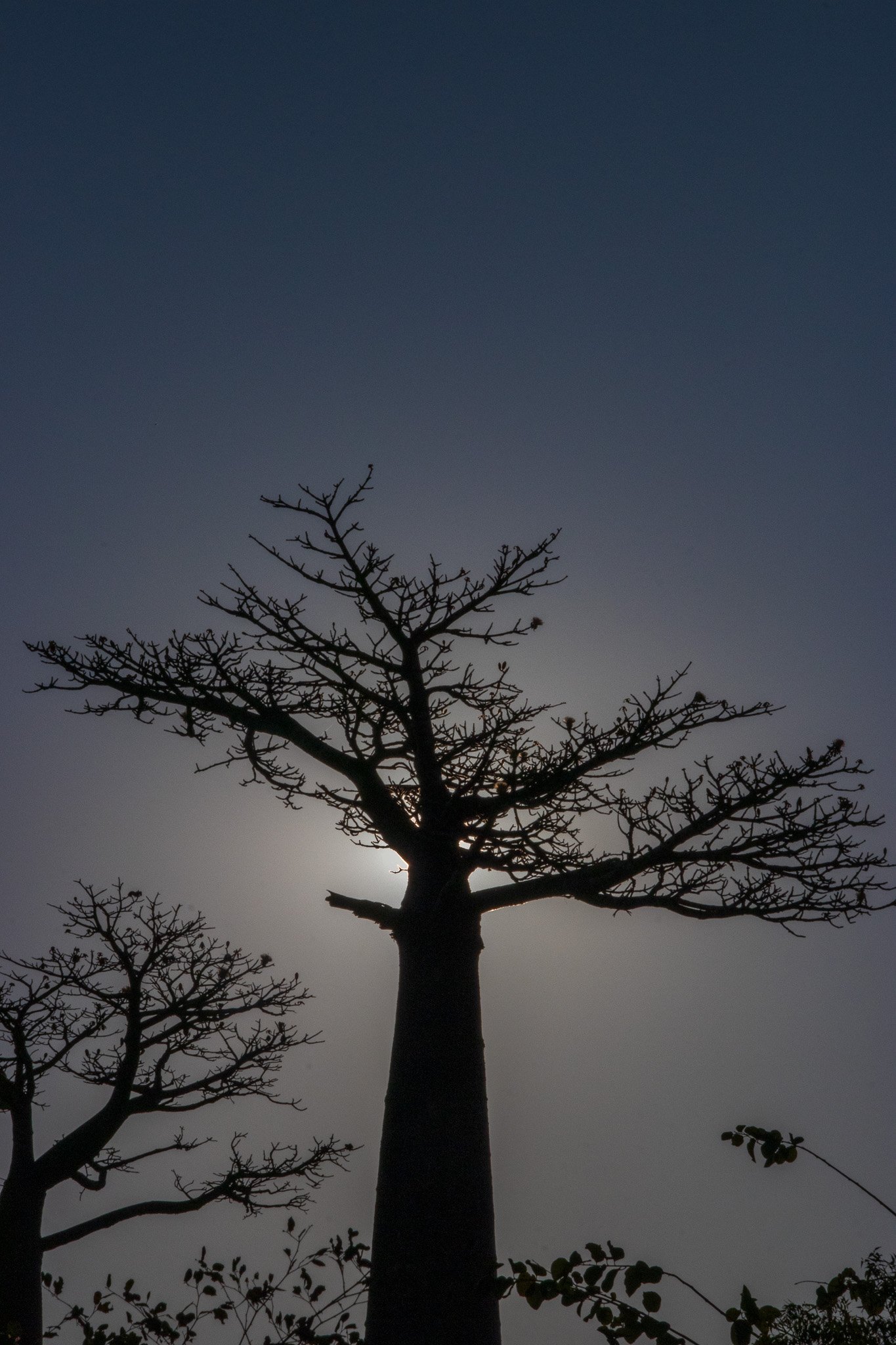 _25lug24_baobab115.jpg