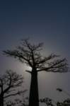 _25lug24_baobab115_small.jpg