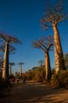 _25lug24_baobab116_small.jpg