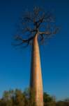 _25lug24_baobab117_small.jpg