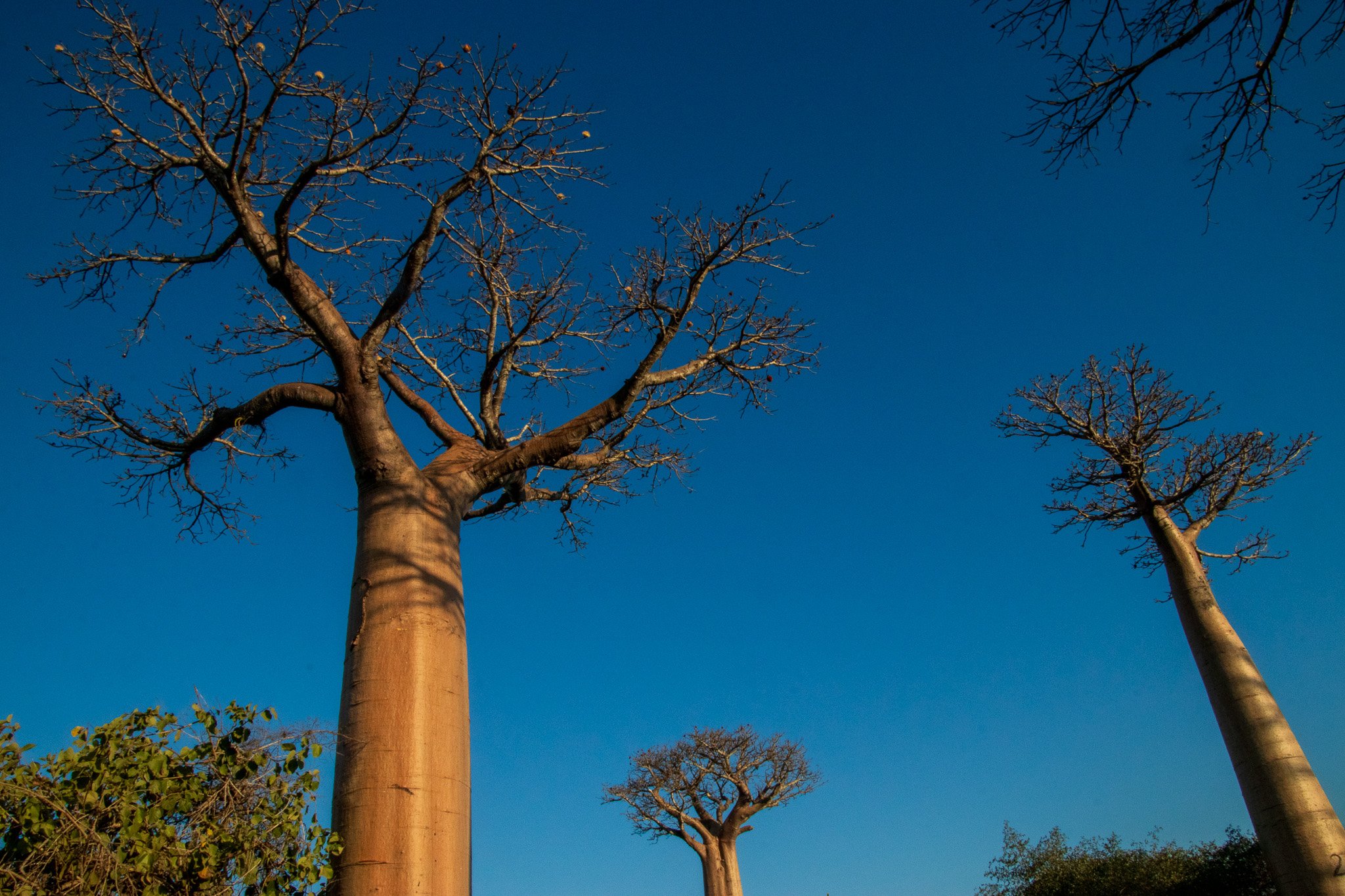 _25lug24_baobab118.jpg