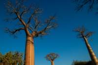 _25lug24_baobab118_small.jpg