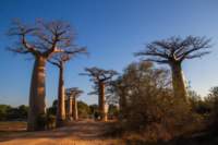 _25lug24_baobab119_small.jpg