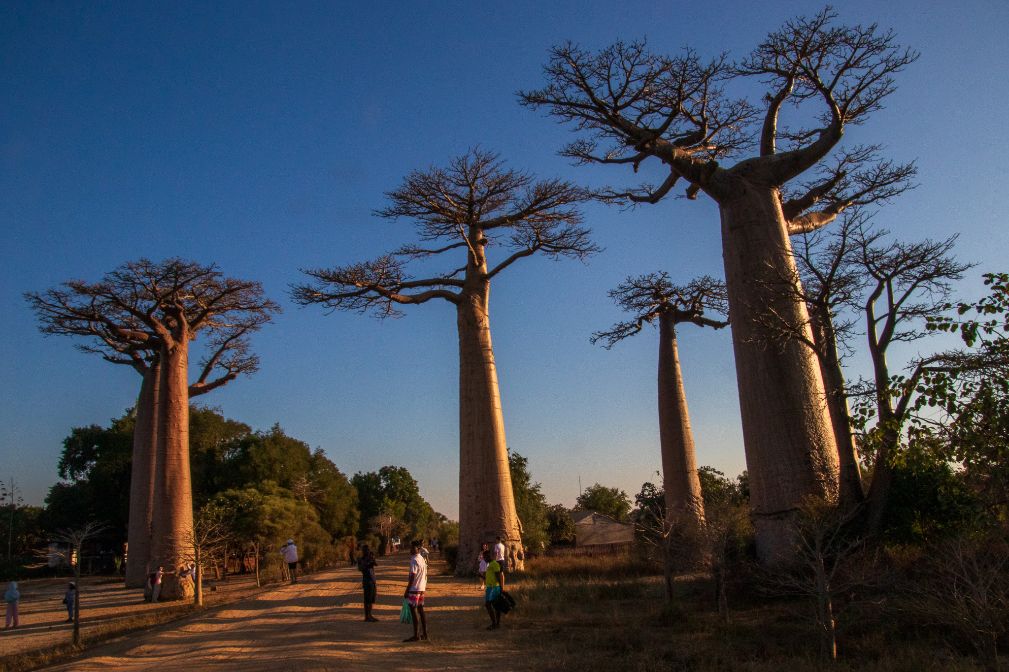 _25lug24_baobab120.jpg