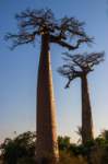 _25lug24_baobab121_small.jpg