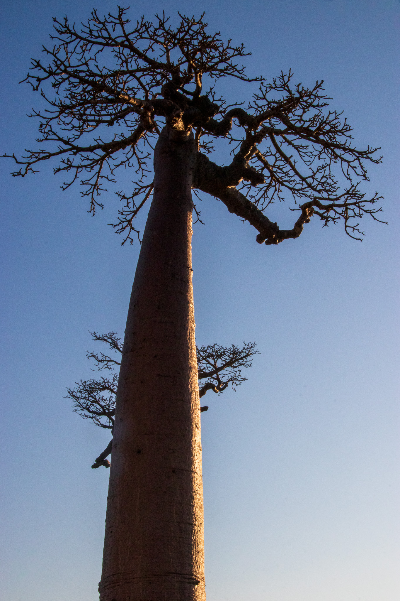 _25lug24_baobab122.jpg