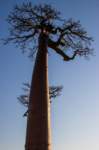 _25lug24_baobab122_small.jpg