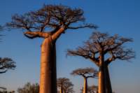 _25lug24_baobab123_small.jpg