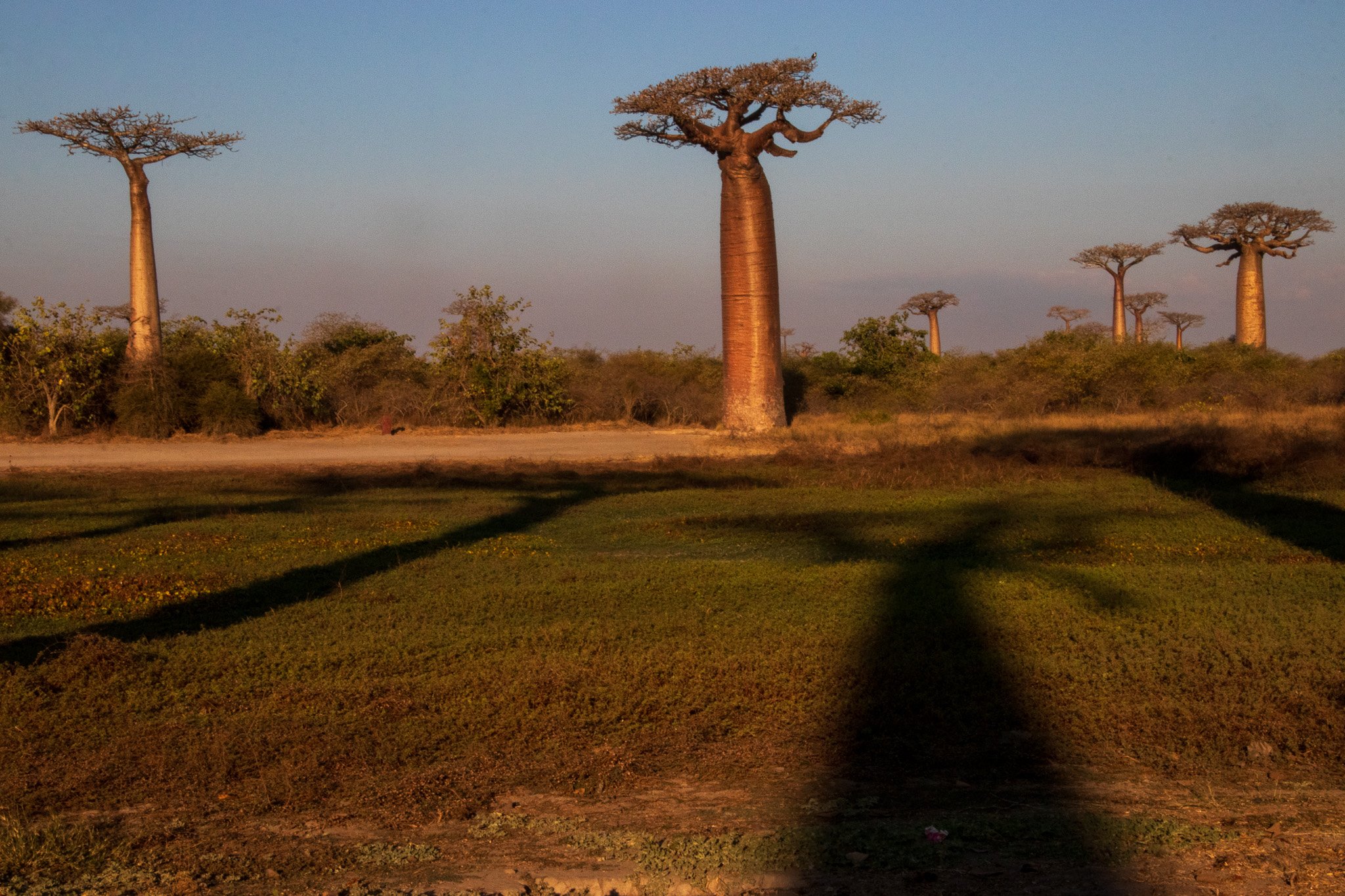 _25lug24_baobab124.jpg