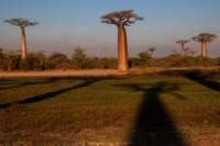 _25lug24_baobab124_small.jpg