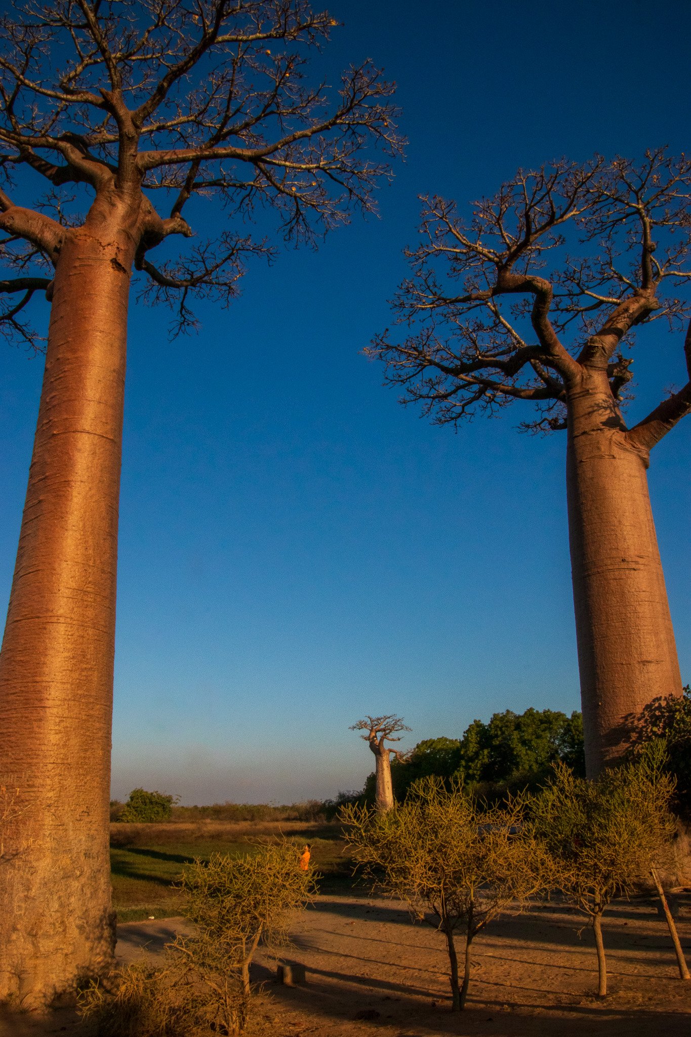 _25lug24_baobab125.jpg