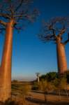 _25lug24_baobab125_small.jpg