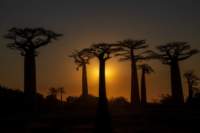 _25lug24_baobab126_small.jpg