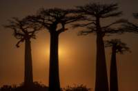 _25lug24_baobab127_small.jpg