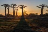 _25lug24_baobab129_small.jpg