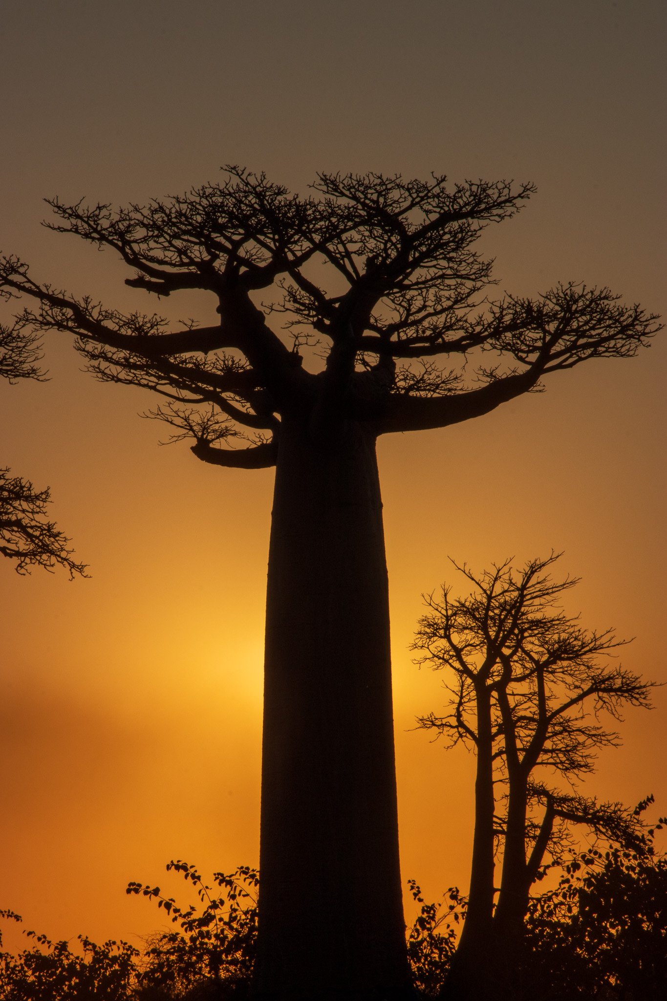 _25lug24_baobab131.jpg