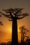 _25lug24_baobab131_small.jpg