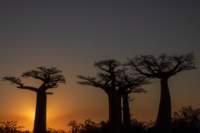 _25lug24_baobab132_small.jpg