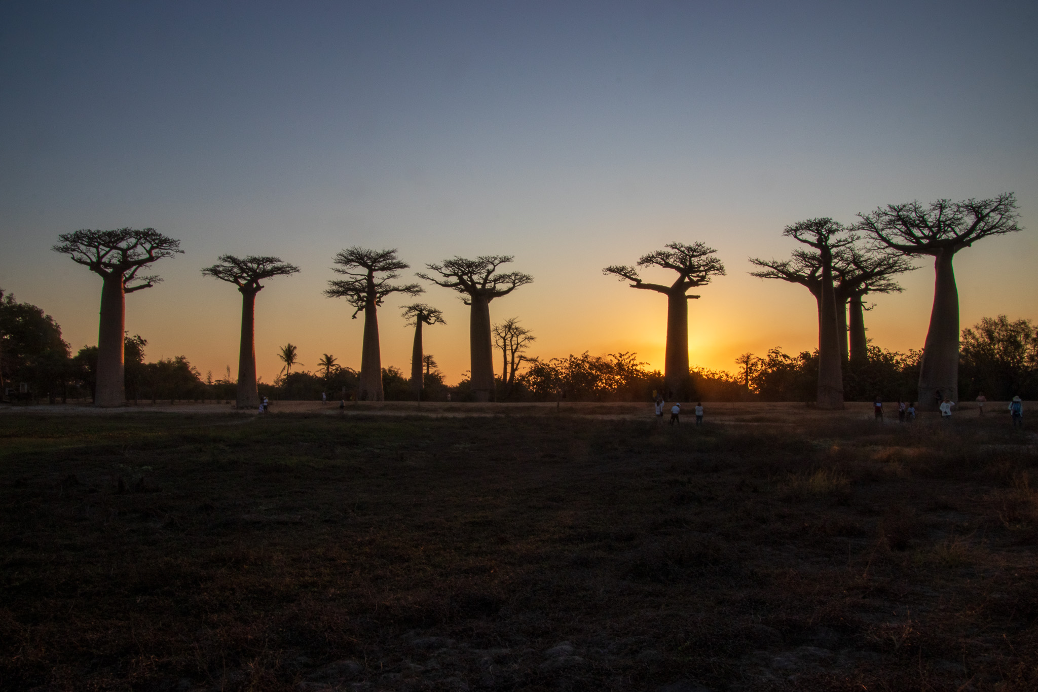 _25lug24_baobab133.jpg