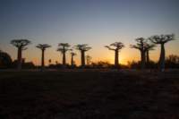 _25lug24_baobab133_small.jpg