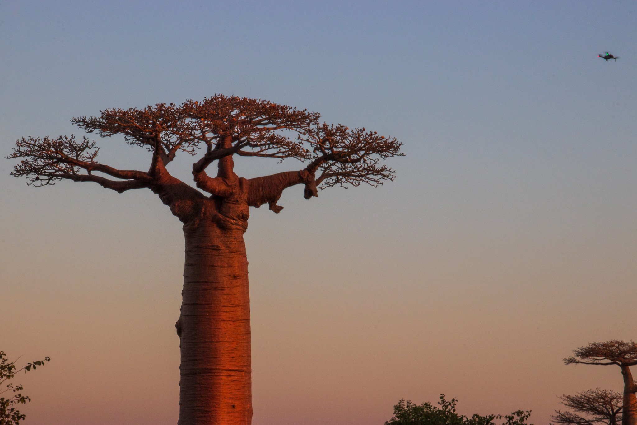 _25lug24_baobab134.jpg