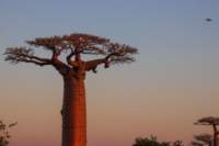 _25lug24_baobab134_small.jpg