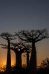 _25lug24_baobab135_small.jpg