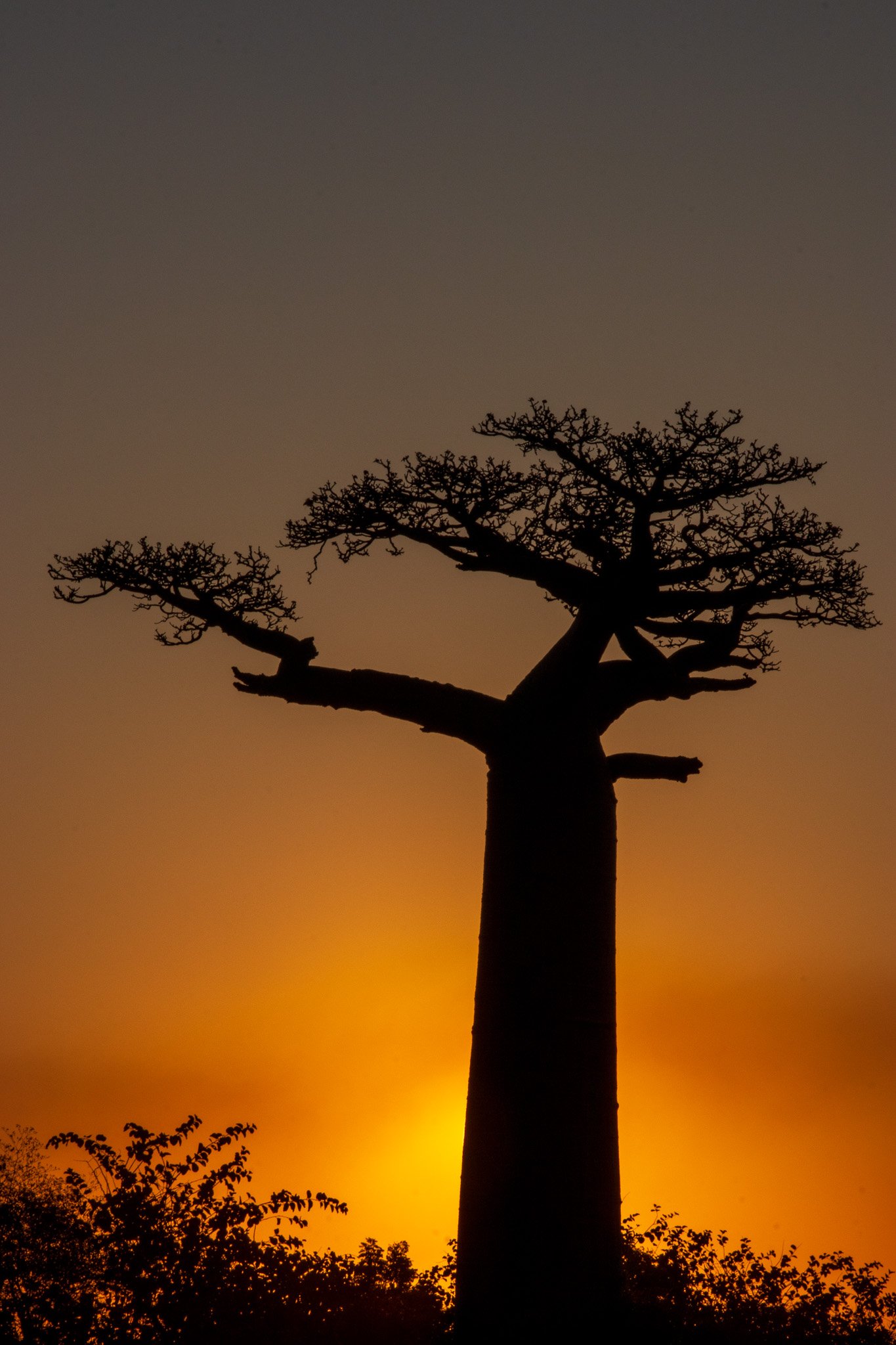 _25lug24_baobab136.jpg