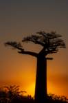 _25lug24_baobab136_small.jpg