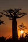 _25lug24_baobab137_small.jpg