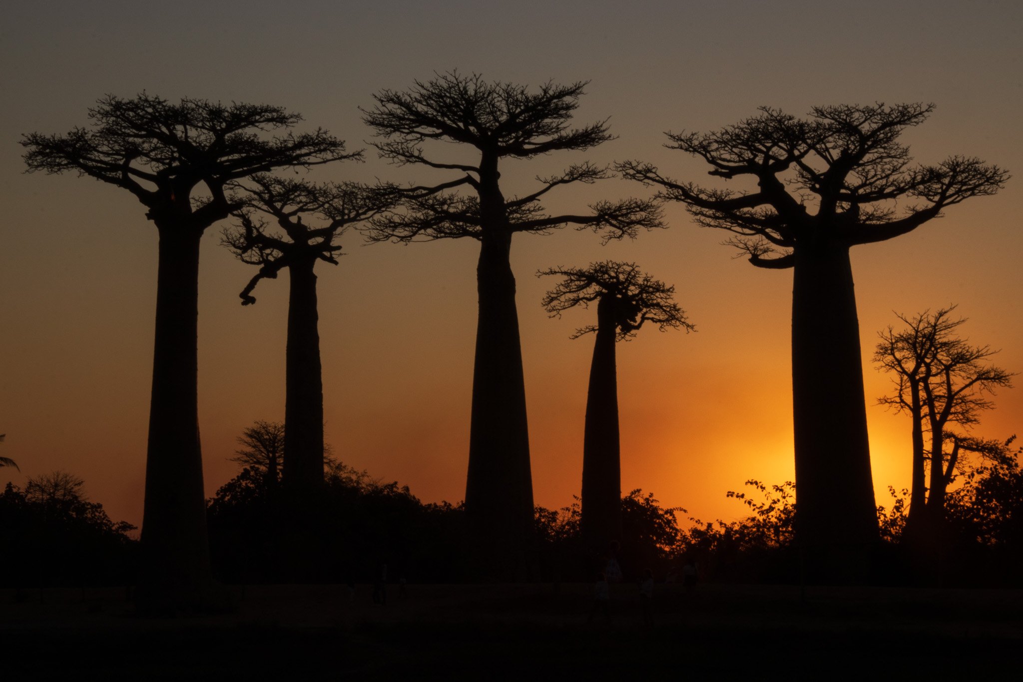 _25lug24_baobab138.jpg