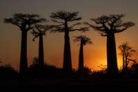 _25lug24_baobab138_small.jpg