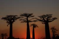 _25lug24_baobab143_small.jpg