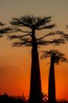 _25lug24_baobab144_small.jpg