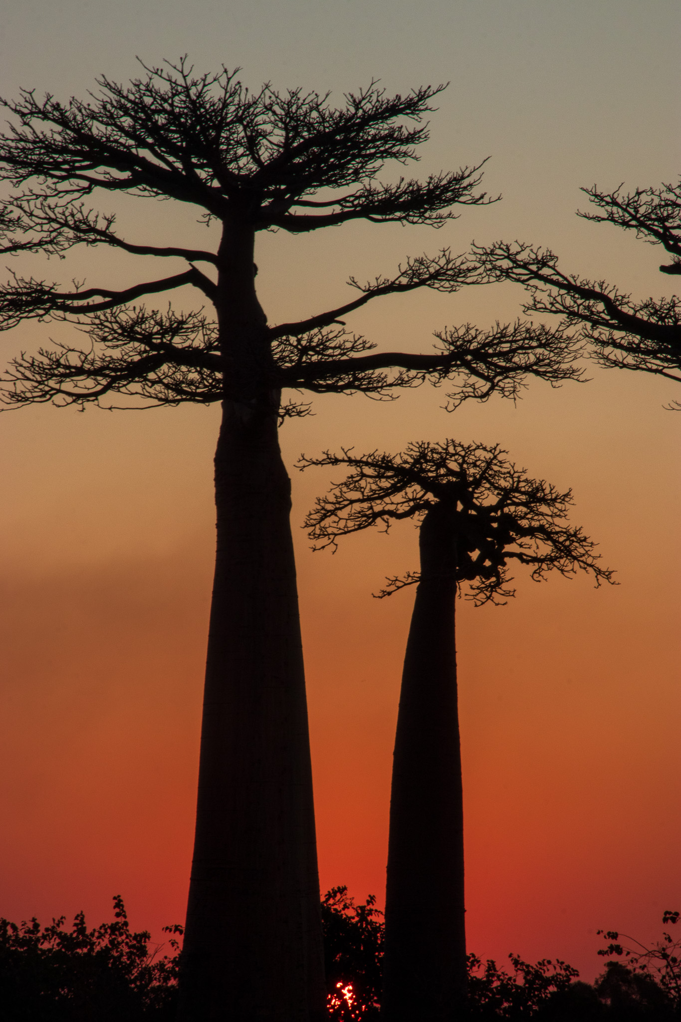 _25lug24_baobab146.jpg