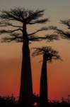 _25lug24_baobab146_small.jpg