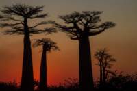 _25lug24_baobab147_small.jpg