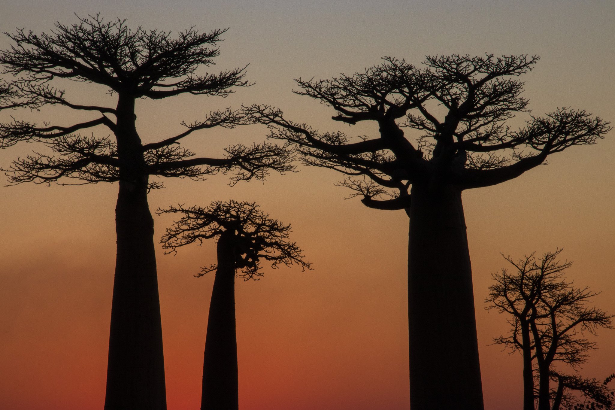 _25lug24_baobab148.jpg