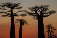 _25lug24_baobab148_small.jpg